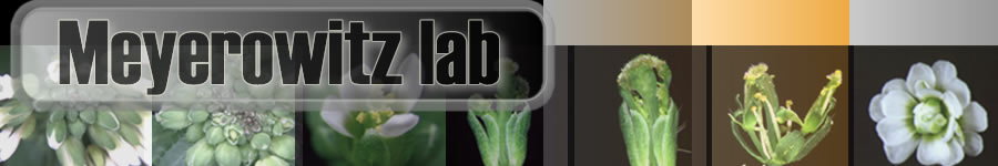 Meyerowitz lab banner